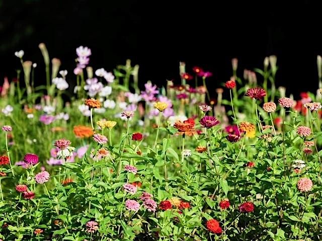 How to Grow Spring Cut Flowers in Central Florida