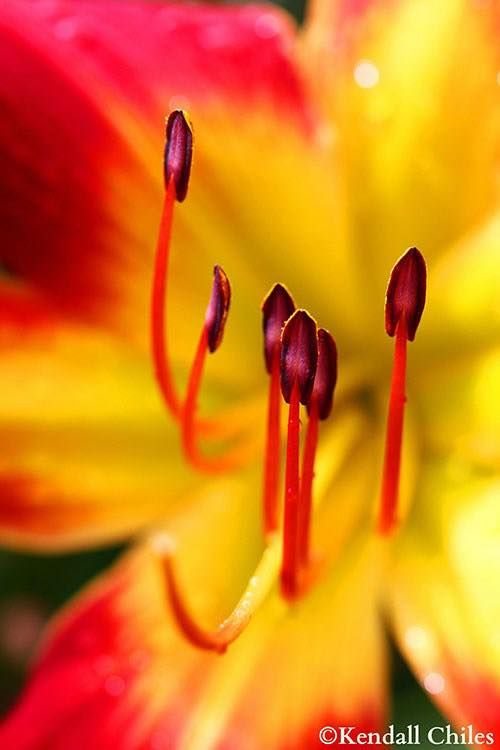 Flower Photography with Kendall Chiles