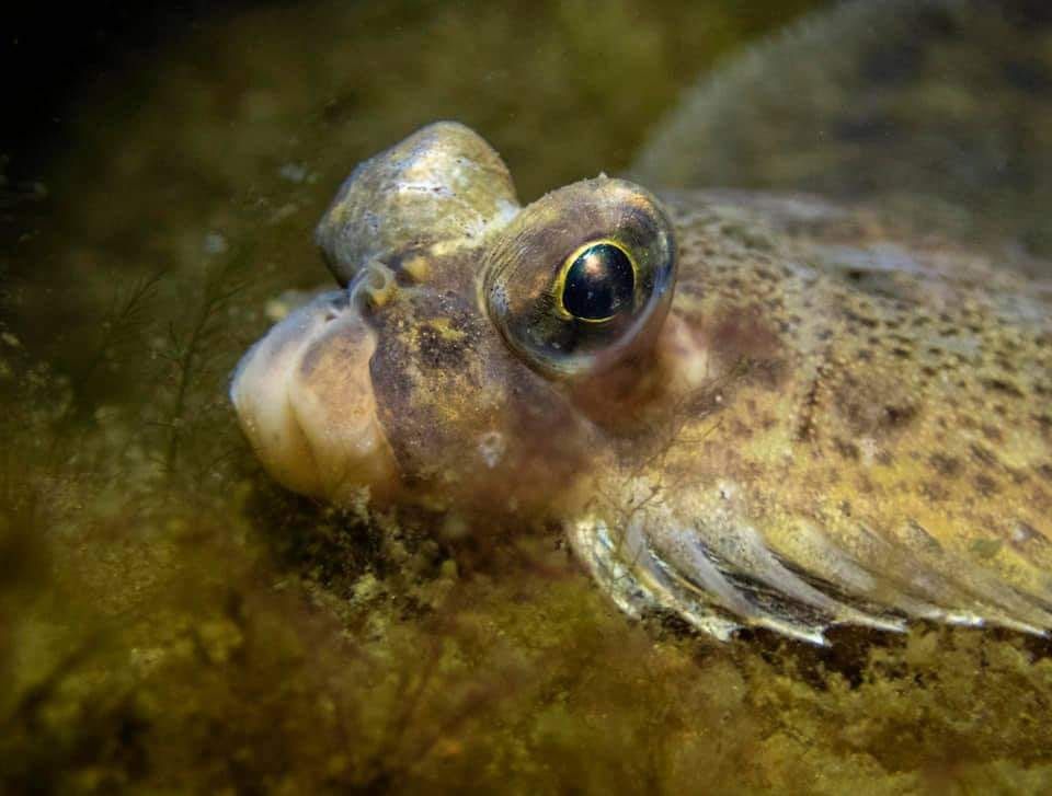 marinbiologi-dag-med-andreas-ljung-dykcentrum-gullmarsfjorden