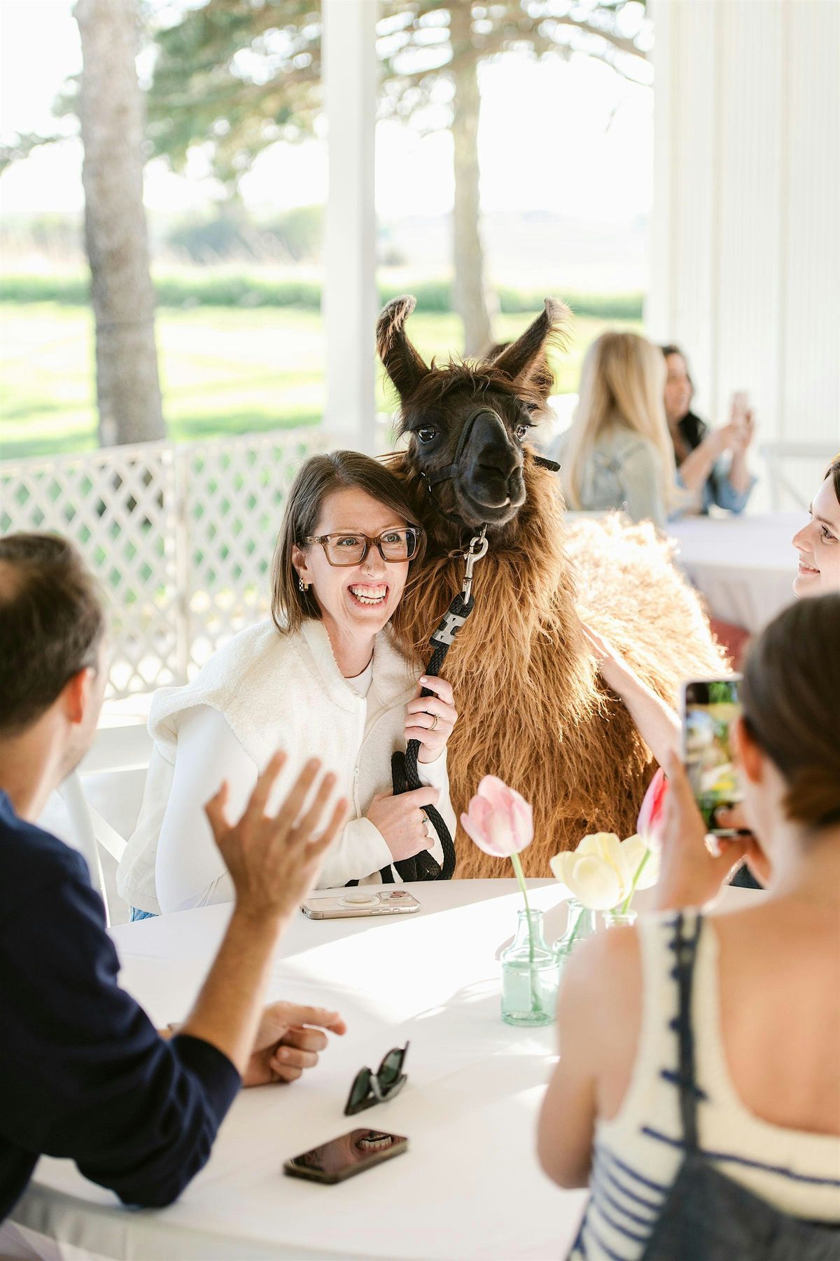 The Llama Lounge: A petting zoo & coffee for adults only