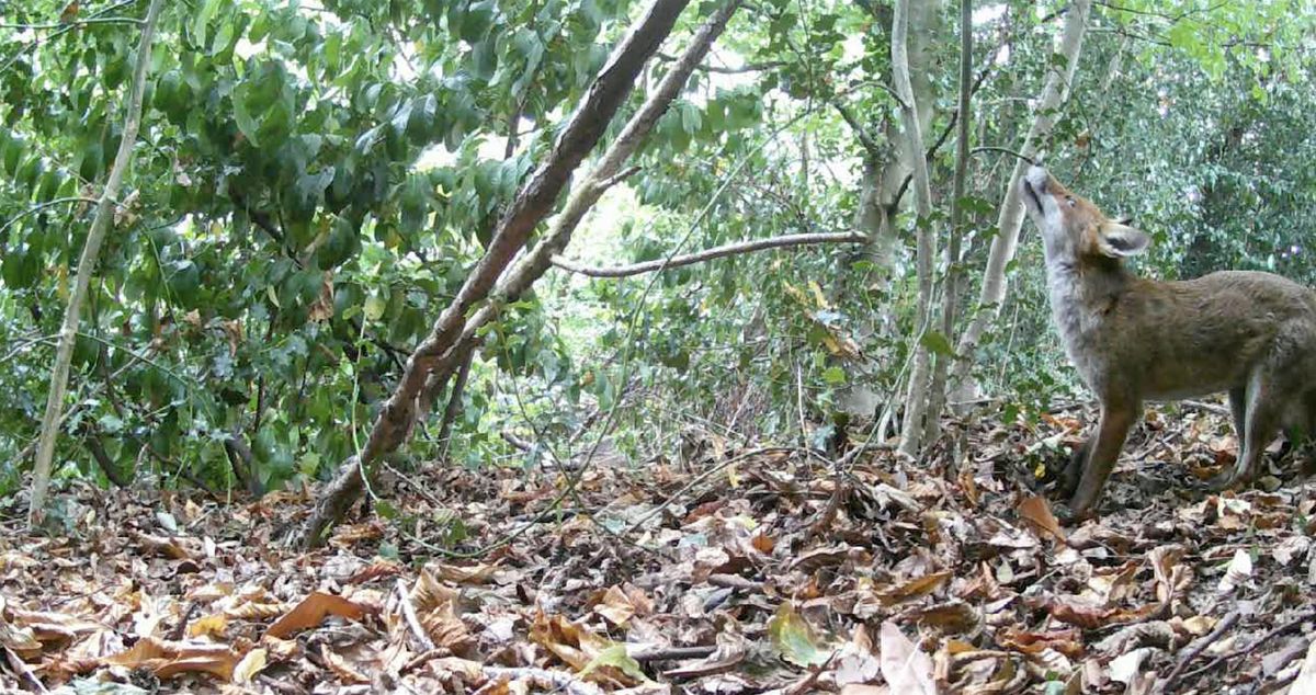 Wildlife Walks for Wellbeing