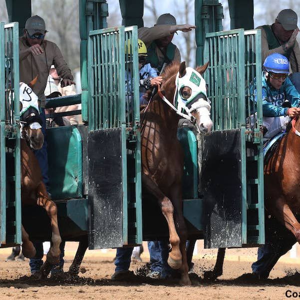 Quarter Horse Meet