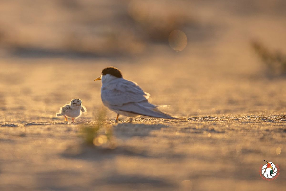 Least Tern Habitat Restoration FAA Island 4010 Morena Blvd Ste 100