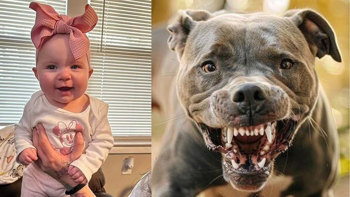 Pitbull Toddler