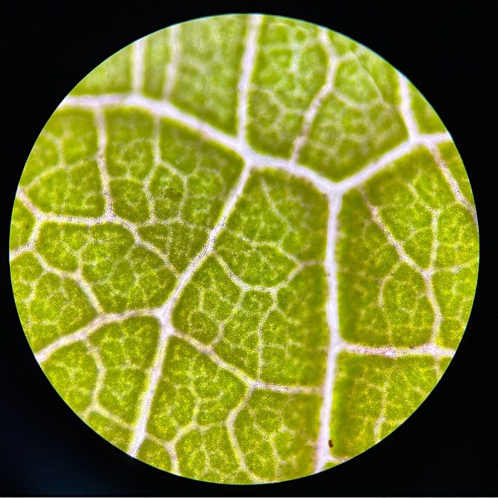 Flower Dissection Lab