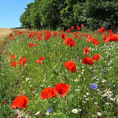 The GWCT Allerton Project