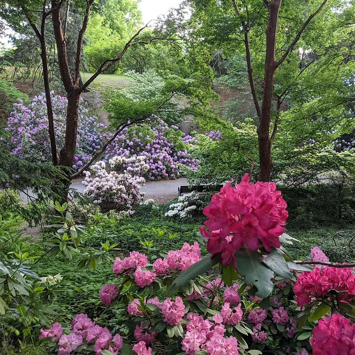 Early Summer at Highland Park: A Guided Tour