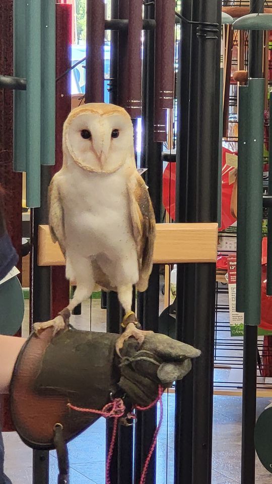 Wild Birds Unlimited Highlands Ranch Live Birds of Prey! Wild Birds