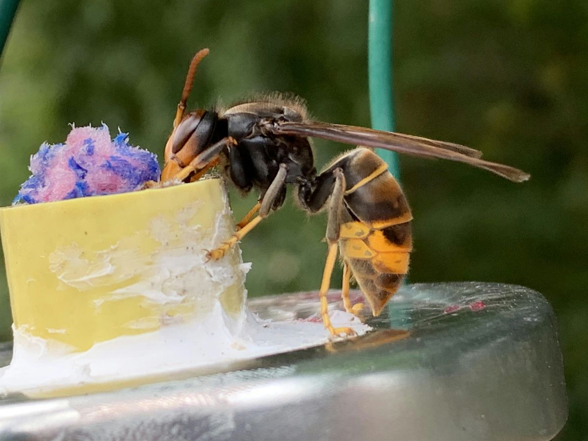 Yellow-legged Asian hornet conference