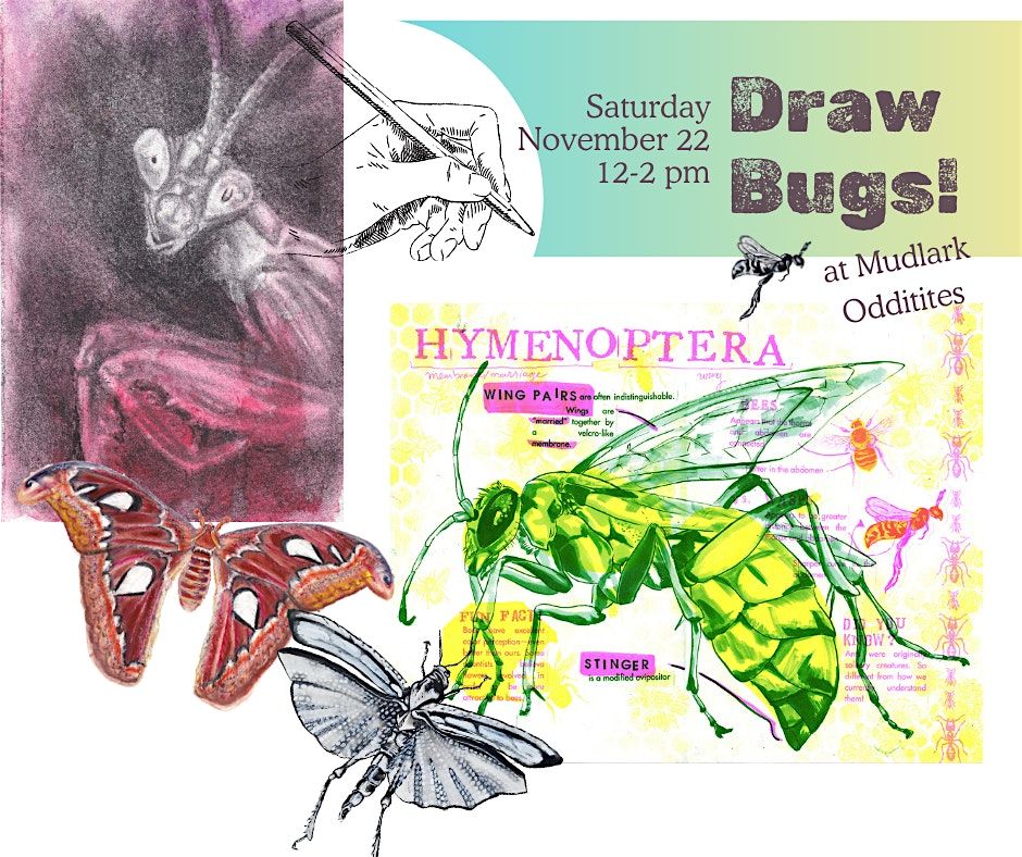 Draw Bugs!