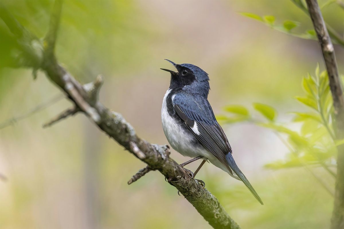 The Harmony of Bird Song at Palmer Park