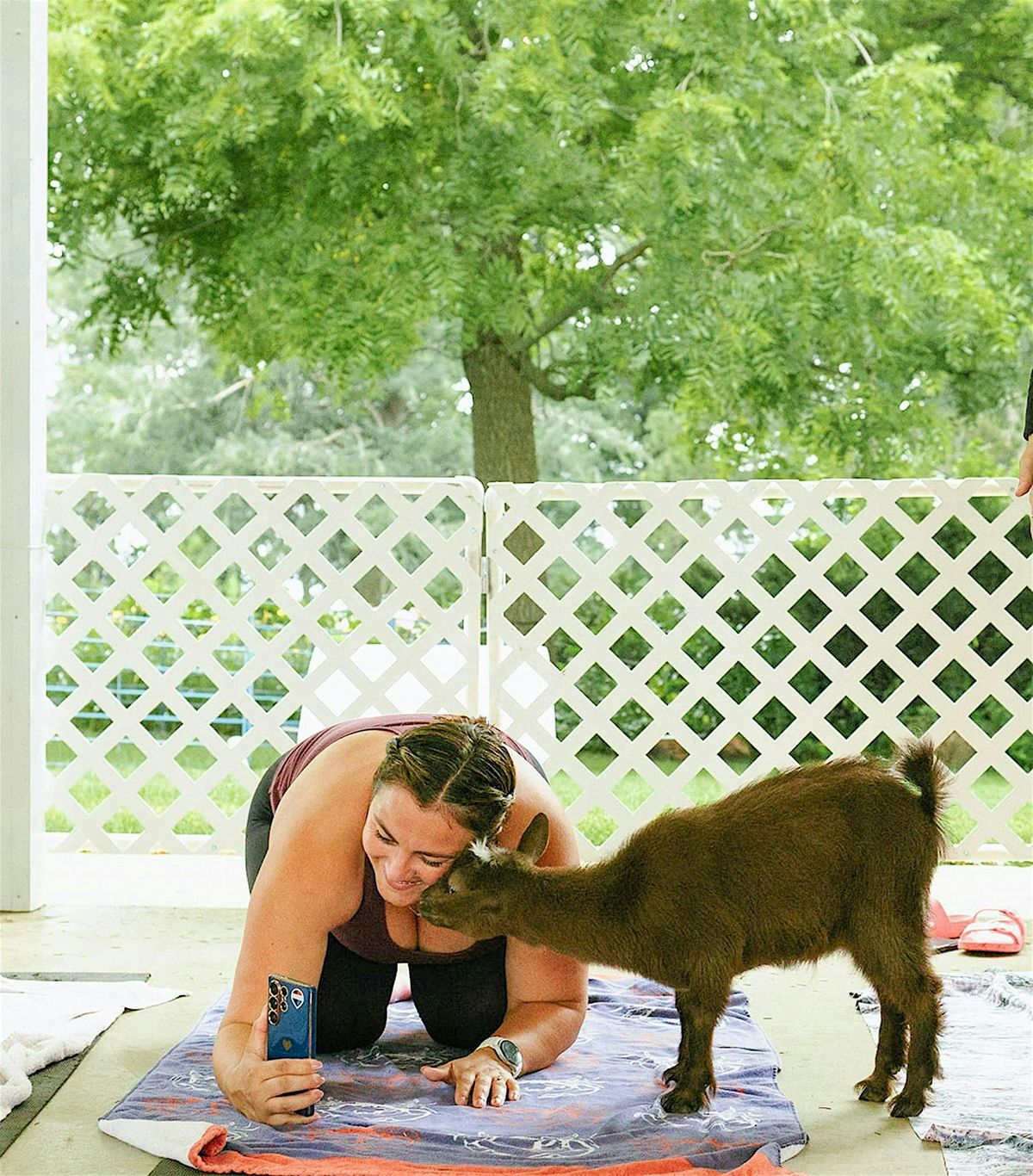 Goat Yoga