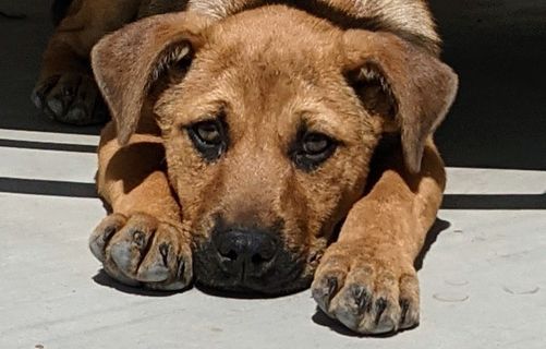 Adoption Event Petsmart Las Vegas Nv June 6 2021