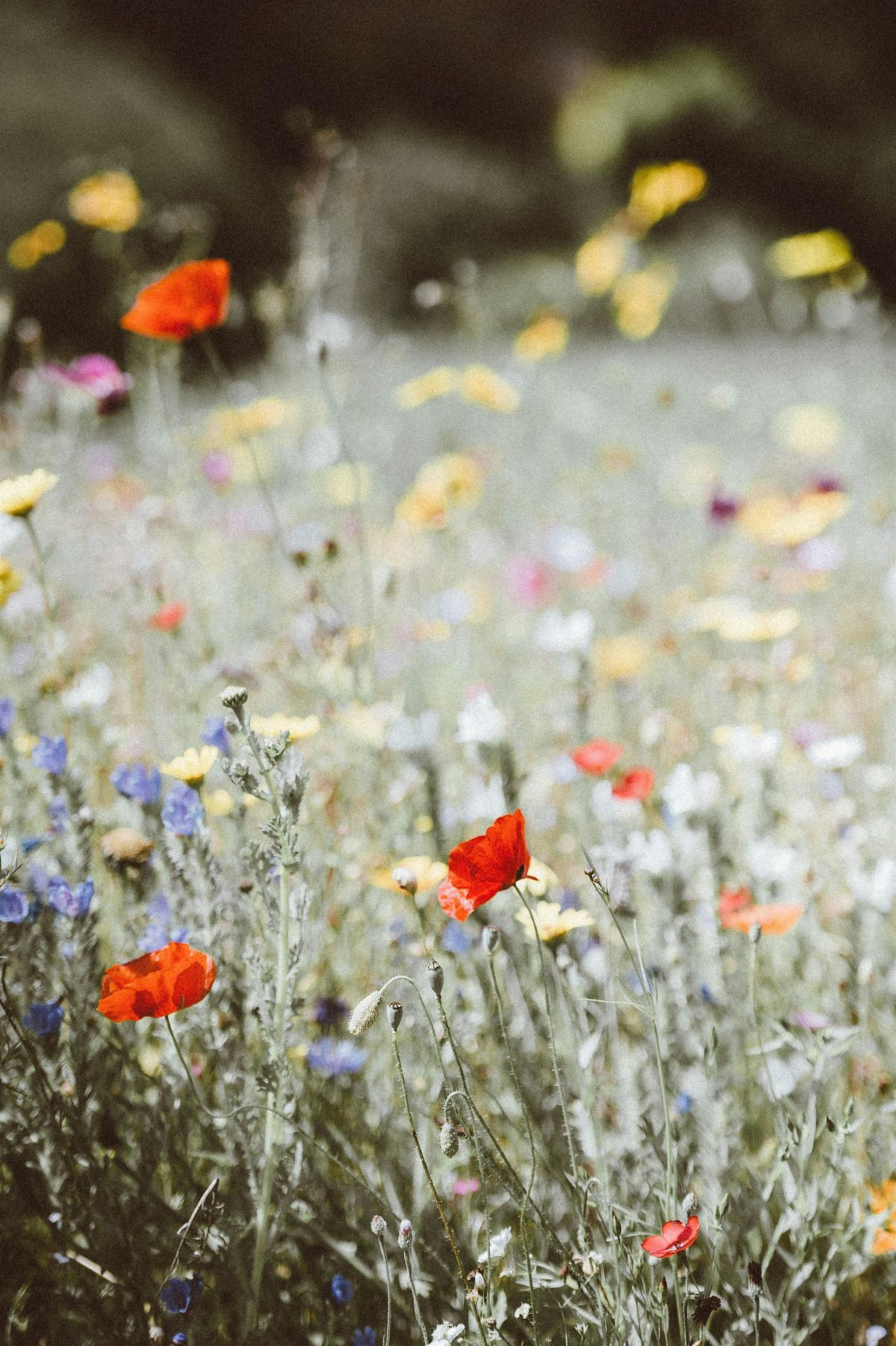 Native Plants & Pollinator Gardens