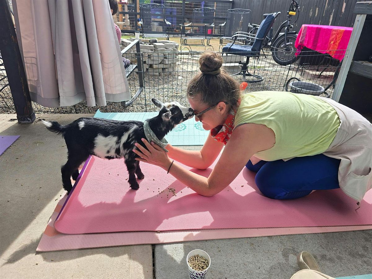 Baby Goat Yoga with Denver Love Goats