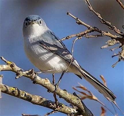Headwaters 2nd Friday Birding with Sherie Gee & Cappy Bird