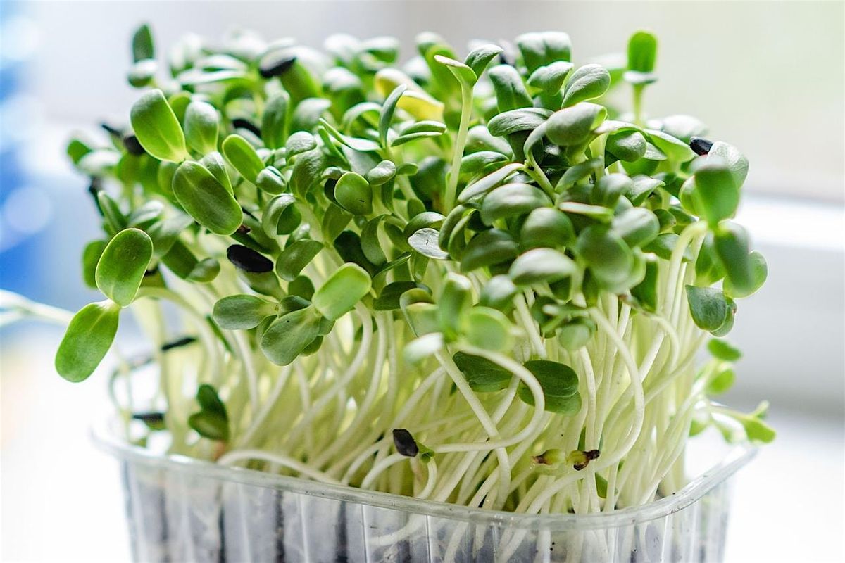 Cooking with Attitude: Sprouts and Microgreens \u2014 an ultimate local food exp
