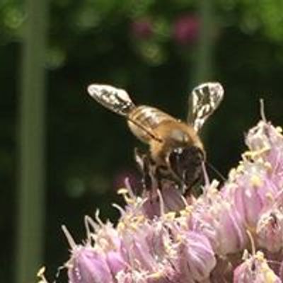 Lubbock Memorial Arboretum Foundation, Inc