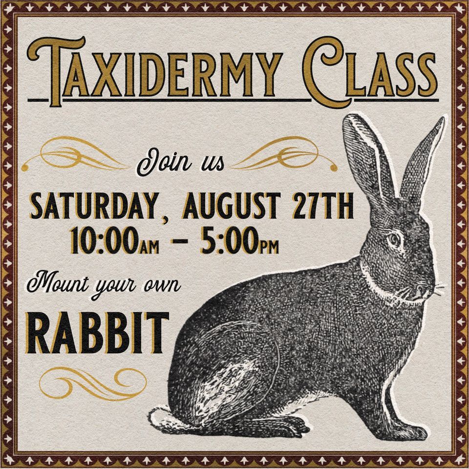 Taxidermy Rabbit Class Curious Nature, Phoenix, AZ August 27, 2022