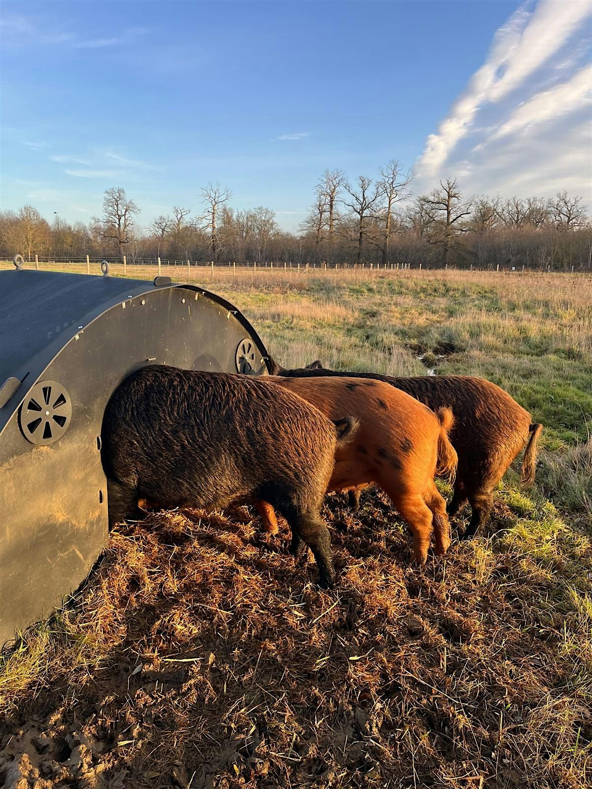 Meet our Iron Age Pigs. at PANSHANGER PARK, HERTFORD on 30th January, 2026