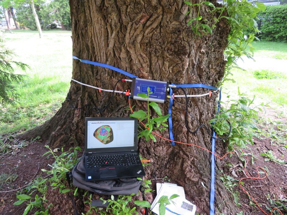 Advanced Tree Risk Assessment Techniques *7 CEUs* at 18465 53 Ave ...