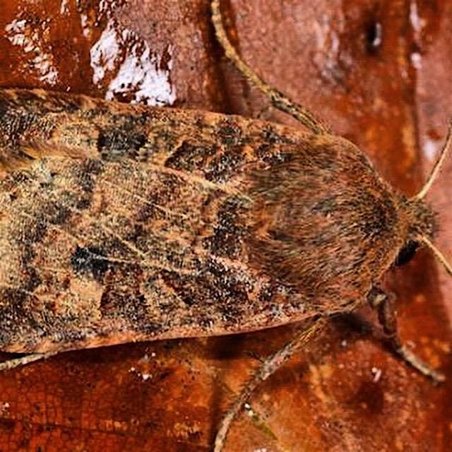 Moths at Wytham Woods
