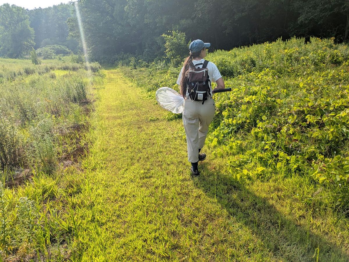 Insect Pollinator Walks at Rock Point