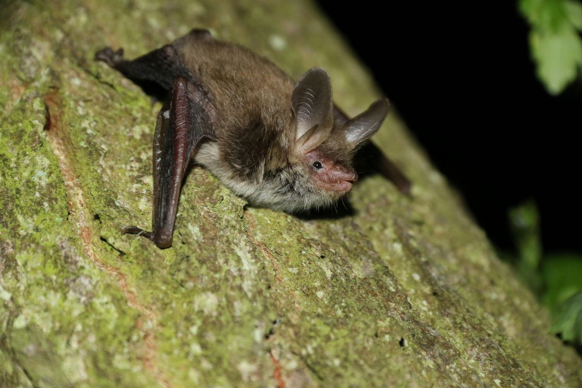 Bat Talk - College Lake, Friday 16 January