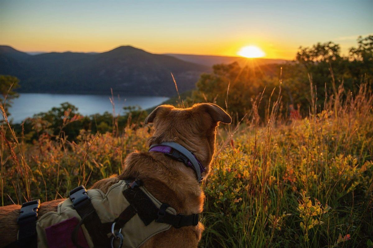 CURA Pups Hangout Walk