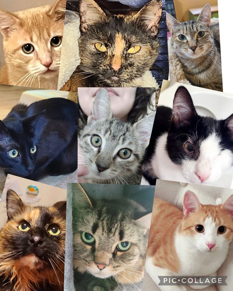 Adoption Event in Manchester! Pet Supplies Plus Manchester, CT March 16, 2024