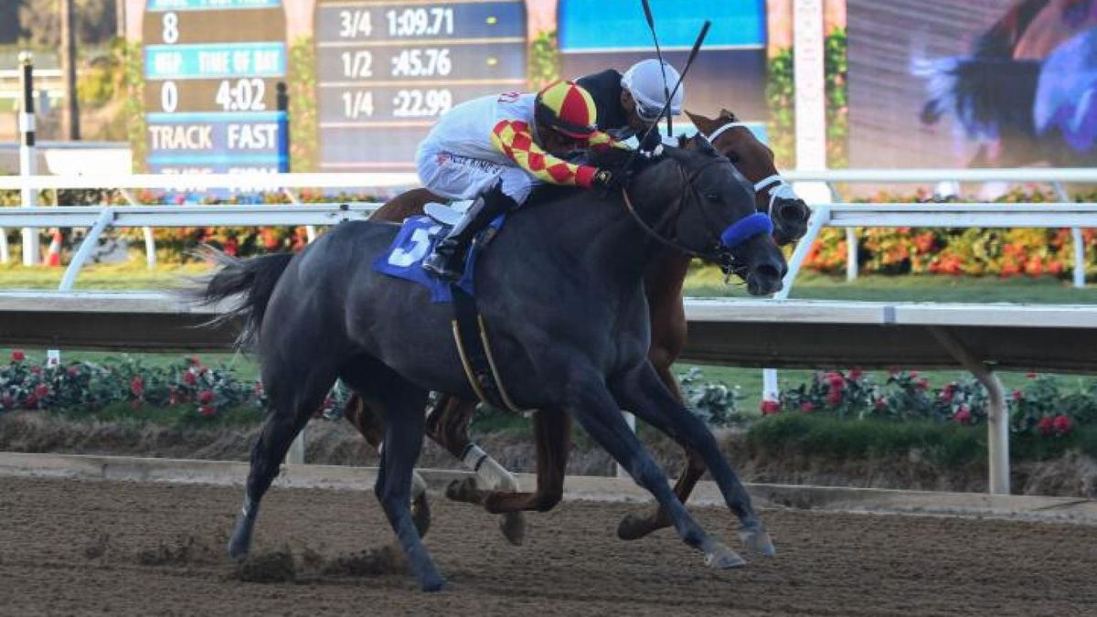 Collmus Calls for CARMA