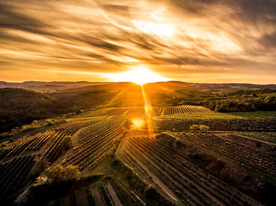 4. Biowein & Kulinariknacht