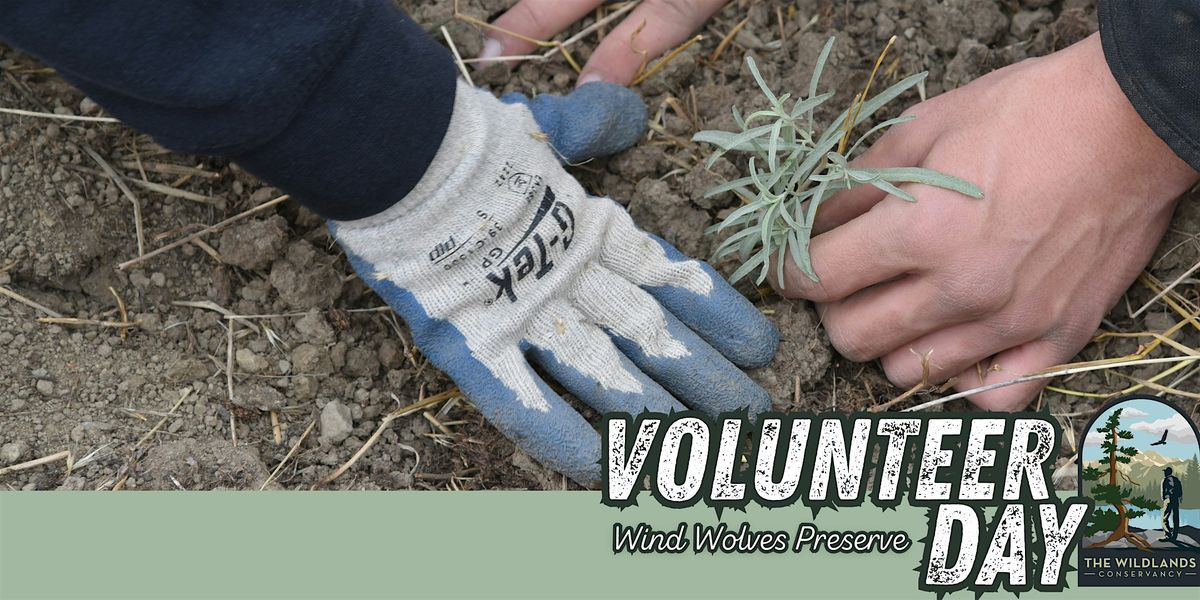 Volunteer Day: Backcountry Planting- Wind Wolves Preserve