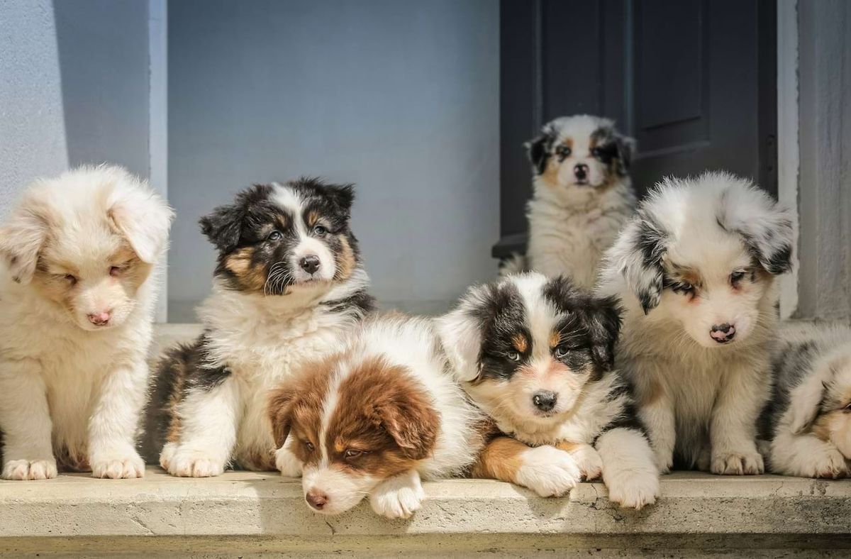 Puppy Pals