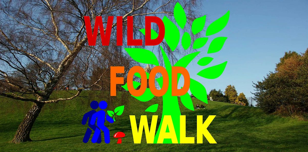 Brandon Hill Park (Bristol) Wild Food Foraging\/ Foragers Walk.