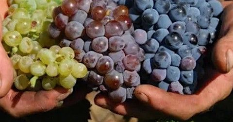 Better Together: White, Pink and Red Wine Blends
