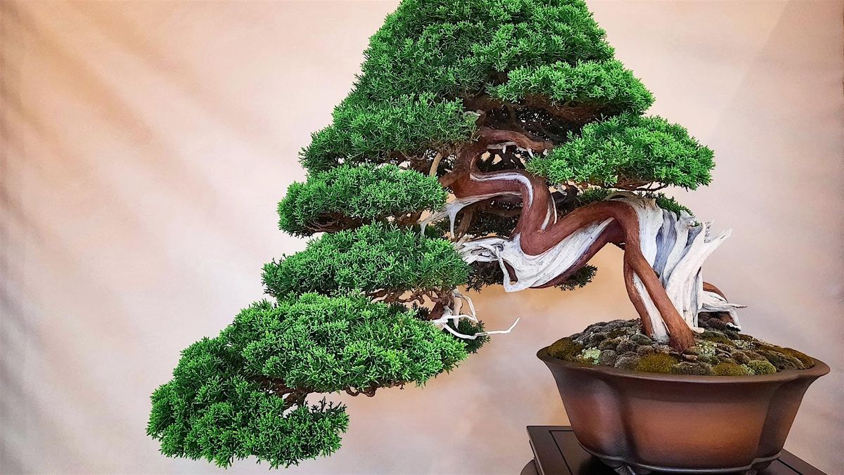 Bonsai Society Meeting - Introduction to Evergreen Trees