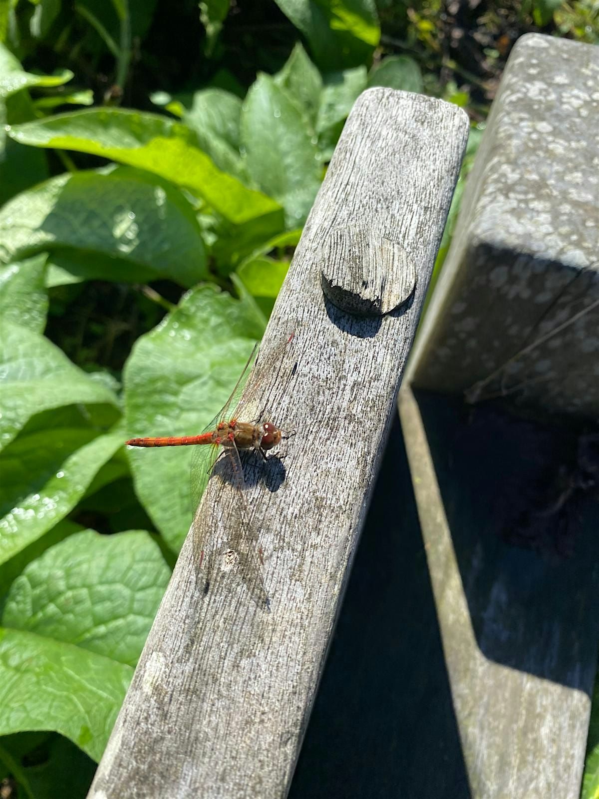 Dragonfly and Damselfly survey