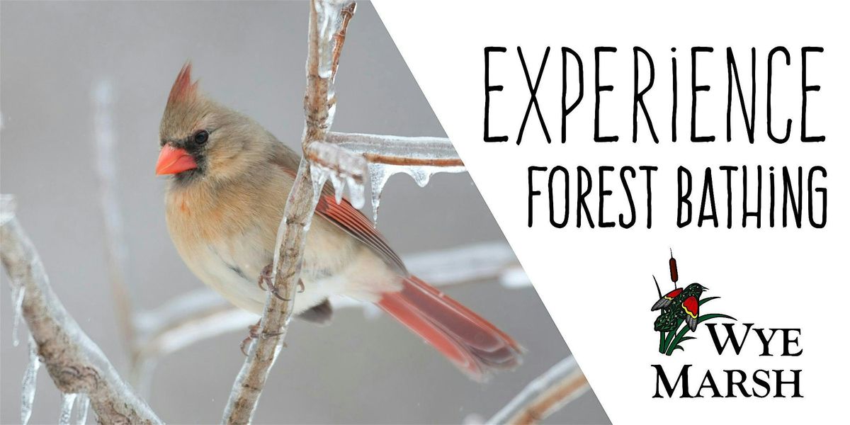 Forest Bathing at Wye Marsh