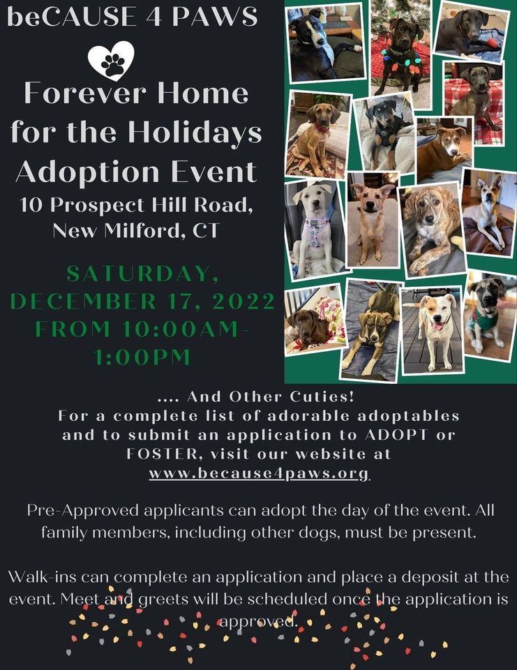 Forever Home for the Holidays Dog and Puppy Adoption Event Because 4