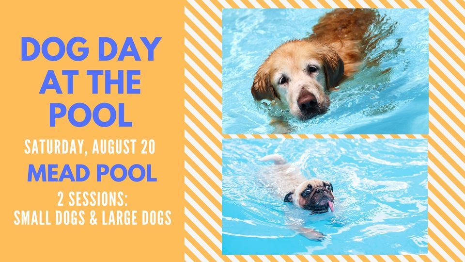 Mead Pool Dog Day at the Pool at Mead Pool, Appleton on 20th August, 2022