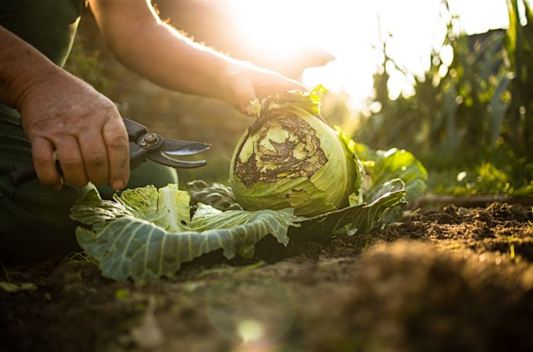 Fall Gardening Tips and Tasks: 9\/12\/2026 10:00am @ Cheyenne Arapaho Park