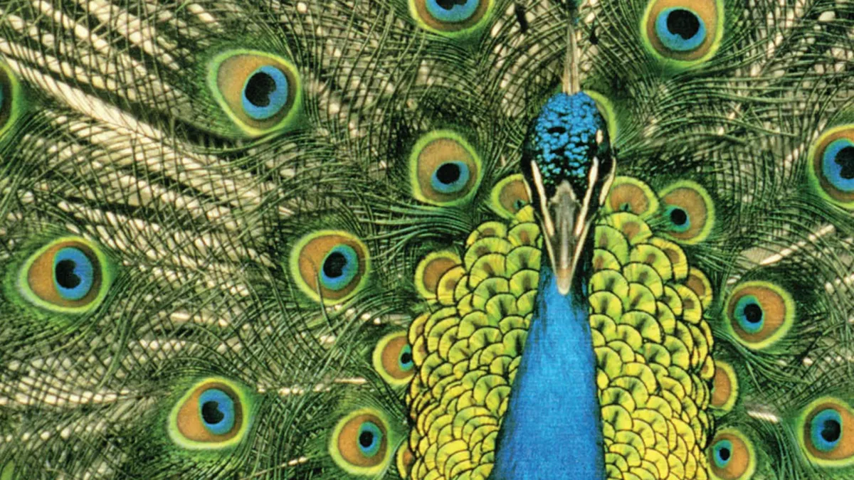 The Bluetones in Cambridge