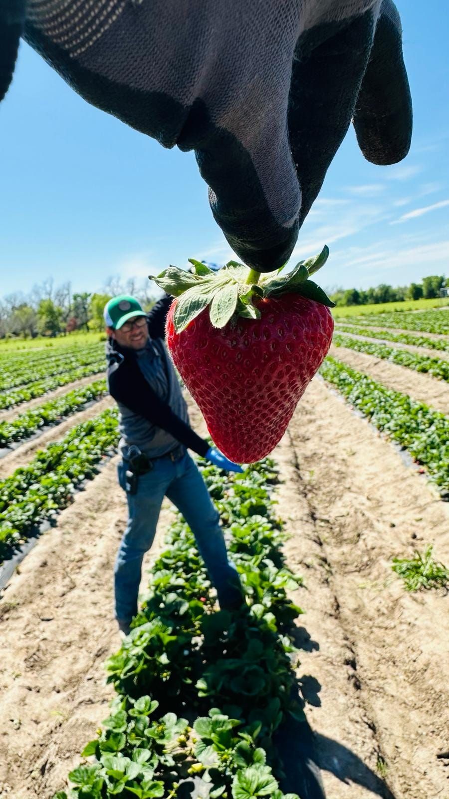 Strawberry Fields