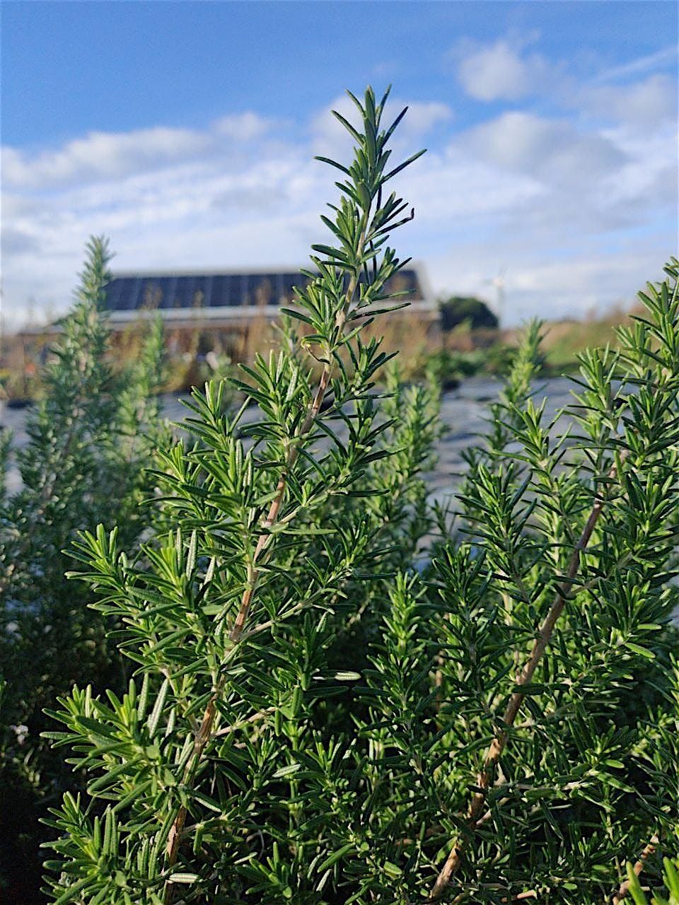 Exploring Intuitive Herbalism