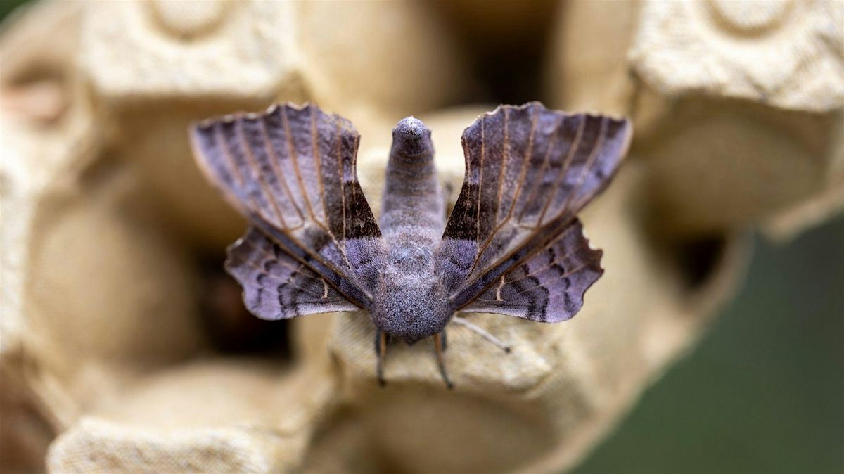 Coton Orchard Bioblitz \u2013 Moth Identification