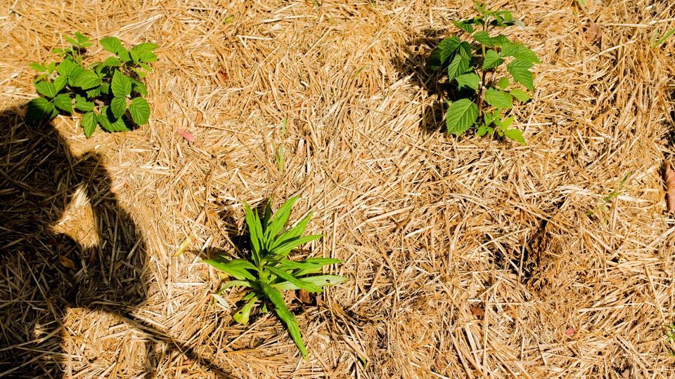 Advanced Composting: Sheet Mulching (in-person) at Victoria Compost ...