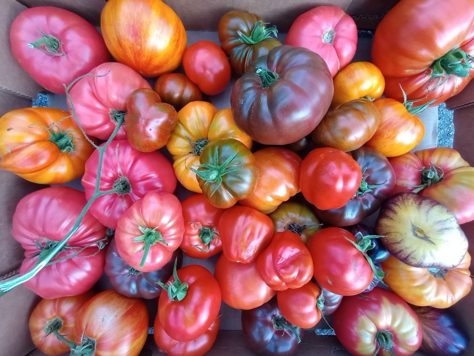 Dudley Ag Comms "Dudley Grows Together" 2nd Annual Plant Hop Dudley