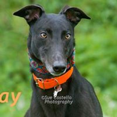 Makants Greyhound Rescue NW