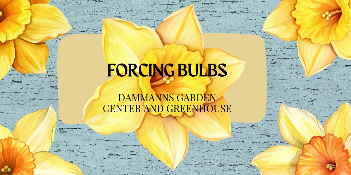 Forcing Bulbs For Spring Beauty